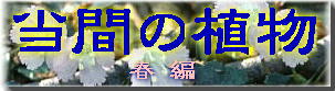 当間の植物(春)